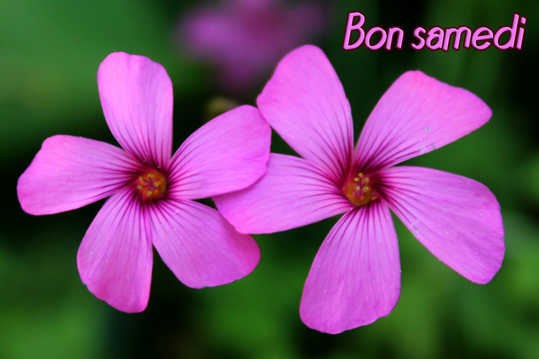 Deux fleurs roses à cinq pétales avec un cœur jaune sont photographiées en gros plan sur un arrière-plan végétal vert et flou.