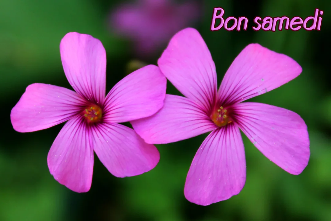 Deux fleurs roses à cinq pétales avec un cœur jaune sont photographiées en gros plan sur un arrière-plan végétal vert et flou.