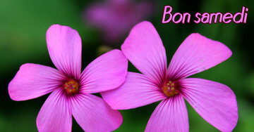 Aperçu de la carte : Bon samedi