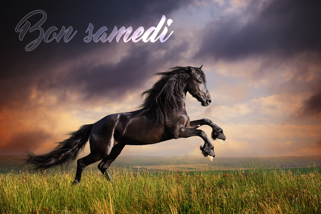 Un cheval noir puissant avec une longue crinière se cabre dans un champ d'herbe verte sous un ciel dramatique aux teintes orangées.