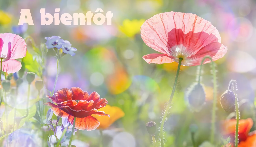 Un champ de fleurs colorées, avec des coquelicots roses et rouges au premier plan, sous une lumière douce et un effet de flou.