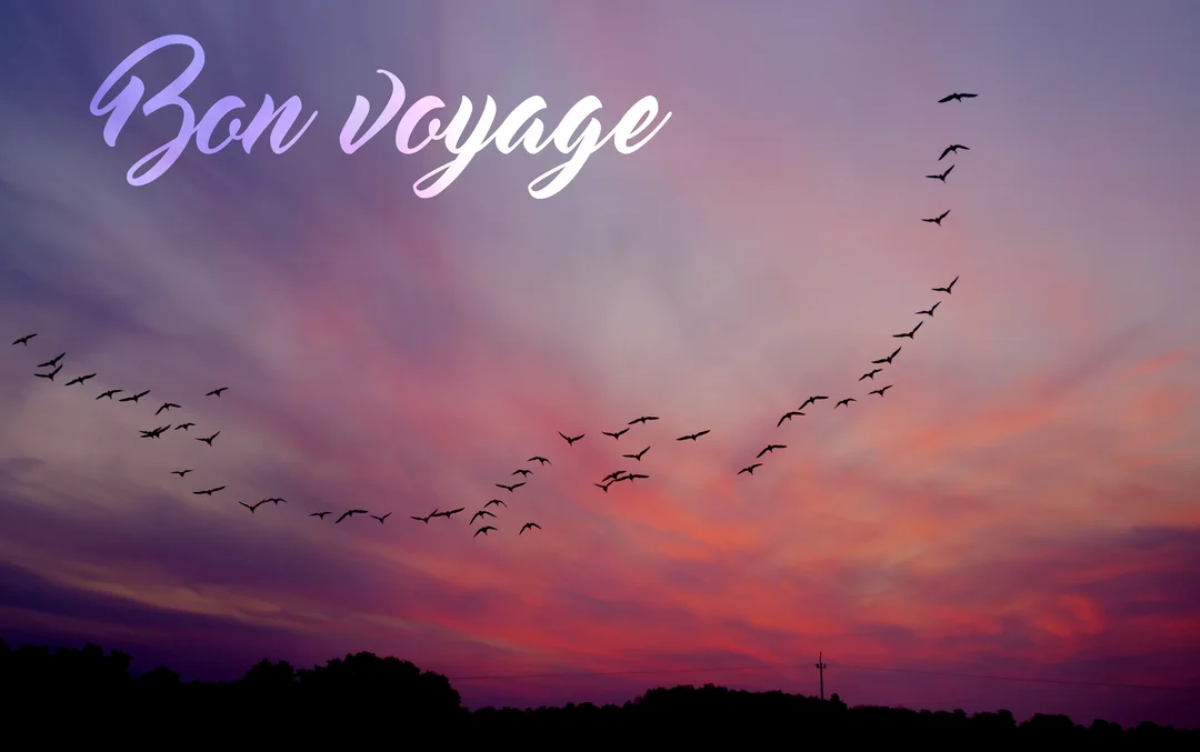 Une nuée d'oiseaux en silhouette vole en formation dans un ciel spectaculaire au coucher du soleil, avec le texte "Bon voyage" écrit élégamment.