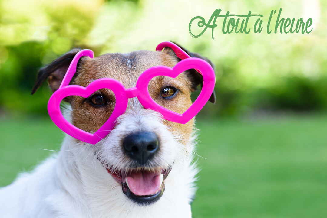 Gros plan sur un adorable chien Jack Russell portant des lunettes fantaisie roses en forme de cœur, sur un fond de verdure flou.