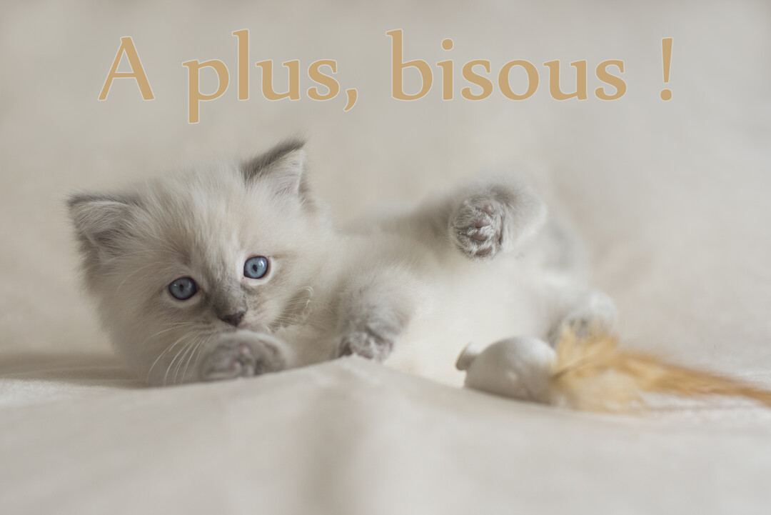 Un jeune chaton blanc et gris aux yeux bleus est couché sur le dos à côté d'un jouet souris, sur un fond clair et doux.