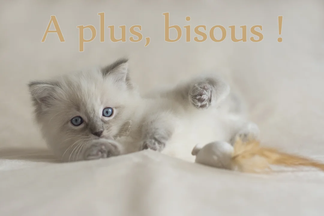Un jeune chaton blanc et gris aux yeux bleus est couché sur le dos à côté d'un jouet souris, sur un fond clair et doux.