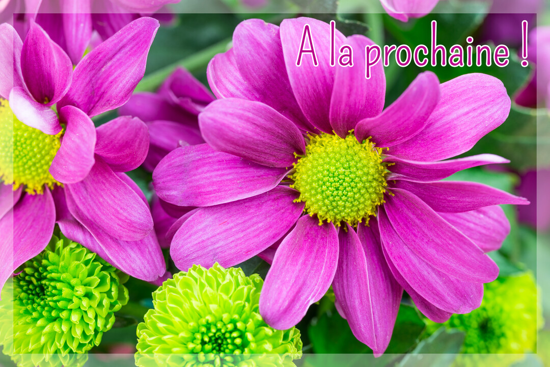 Un gros plan photographique sur des fleurs de chrysanthèmes roses et vertes, avec l'inscription 'A la prochaine !' en superposition sur le haut.