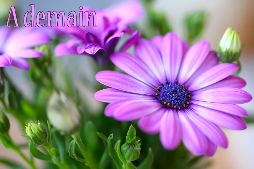 Gros plan photographique de fleurs mauves, type marguerites africaines, avec le texte 'A demain' superposé dans le coin supérieur gauche de la carte.