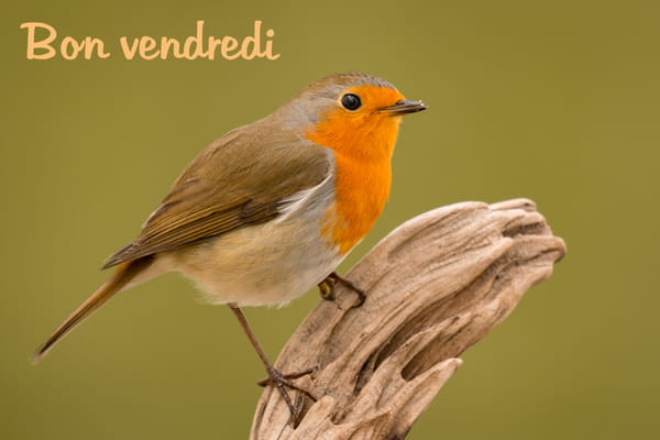 Carte Bon Vendredi avec la photographie d'un rouge-gorge au plastron orange vif, perché sur une branche de bois.