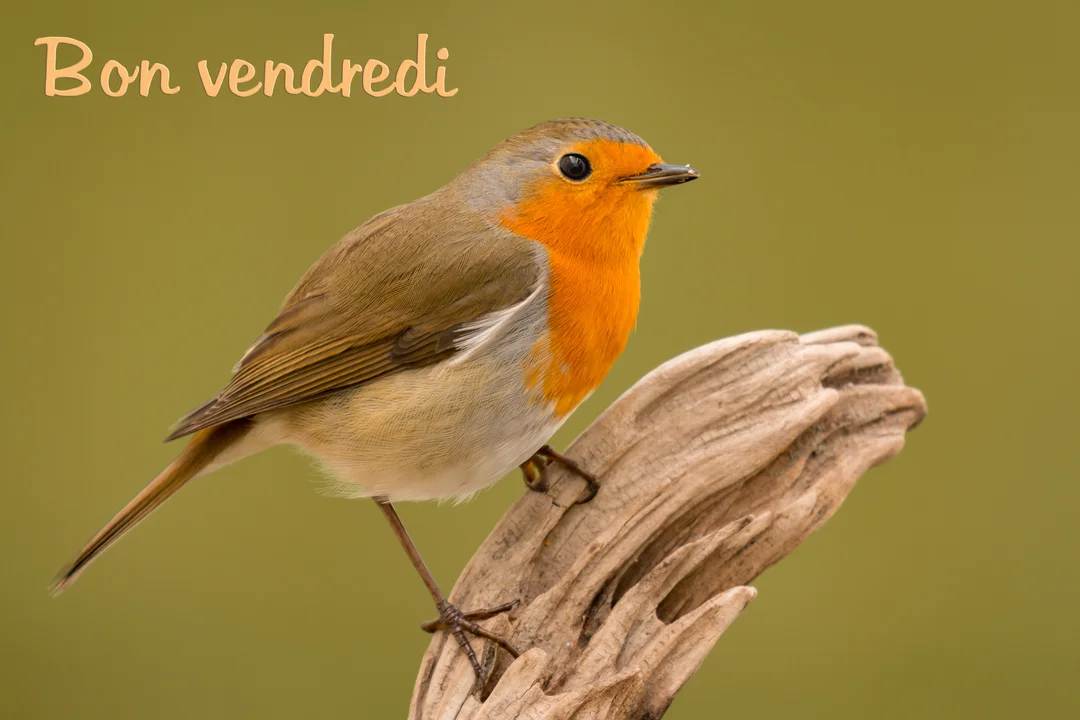 Un rouge-gorge au plumage brun et orange est délicatement posé sur un morceau de bois, sur un fond vert olive uni.