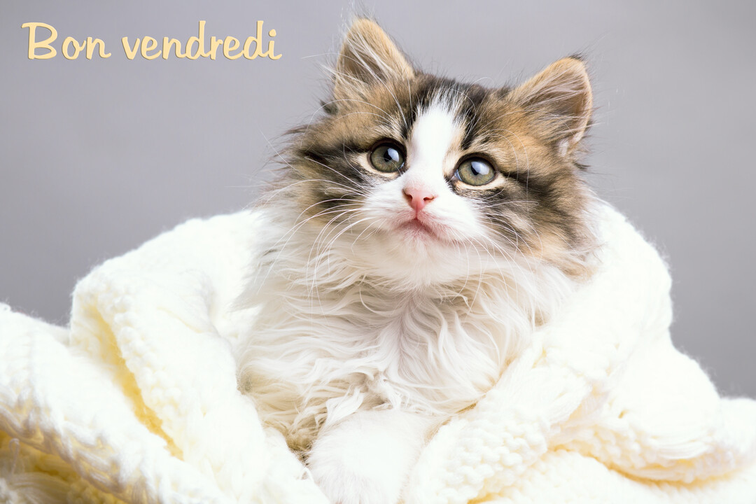 Un jeune chaton duveteux, blanc et marron, avec de grands yeux verts, est confortablement emmitouflé dans un épais plaid en tricot blanc.
