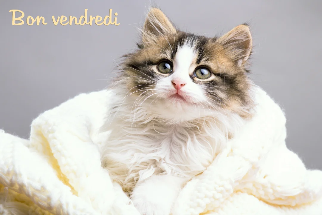 Un jeune chaton duveteux, blanc et marron, avec de grands yeux verts, est confortablement emmitouflé dans un épais plaid en tricot blanc.