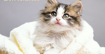 Aperçu de la carte : Bon vendredi