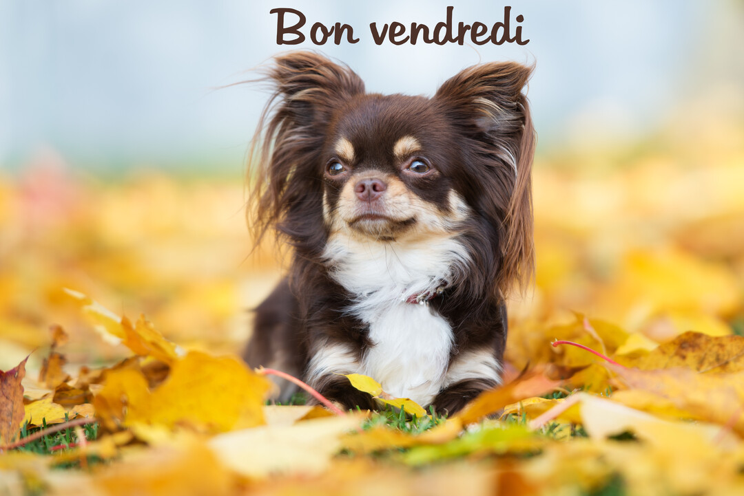 Un petit chihuahua à poil long marron et blanc est assis dans un parc sur un tapis de feuilles d'automne mortes et jaunes.