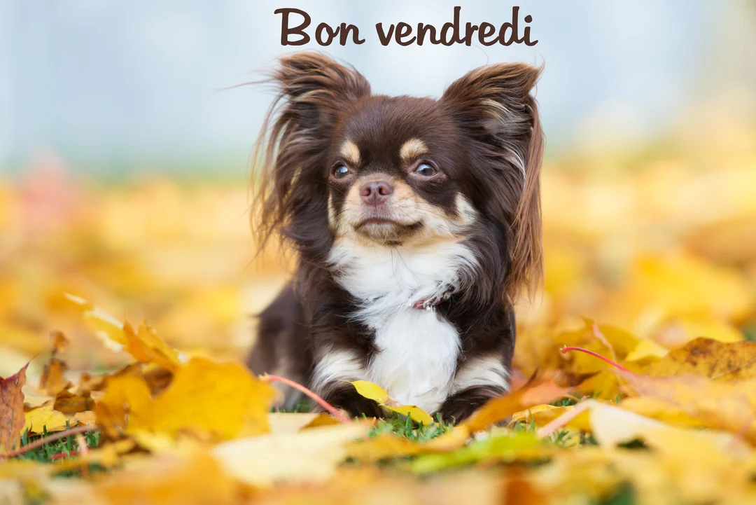 Un petit chihuahua à poil long marron et blanc est assis dans un parc sur un tapis de feuilles d'automne mortes et jaunes.