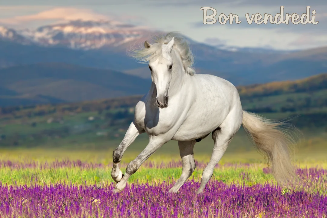 Un cheval blanc puissant galope à travers une prairie de fleurs mauves, avec des montagnes enneigées et un ciel doux en arrière-plan.