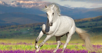 Aperçu de la carte : Bon vendredi