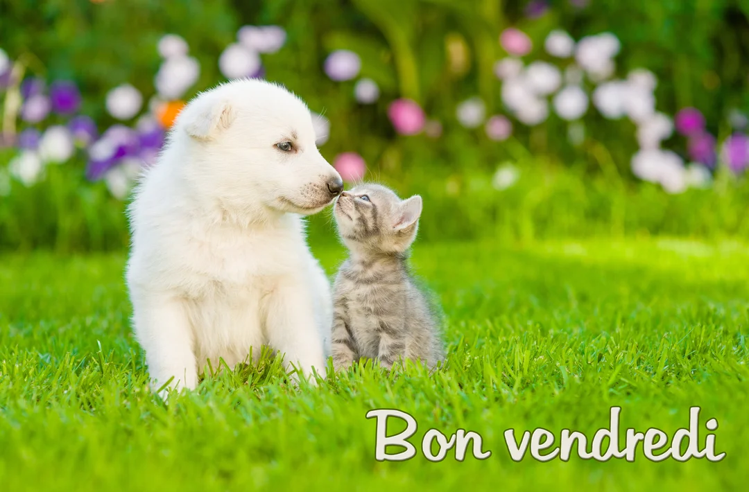 Un jeune chiot blanc et un petit chaton gris sont assis côte à côte dans une prairie verdoyante et se reniflent tendrement le museau.