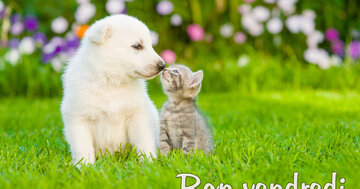 Aperçu de la carte : Bon vendredi