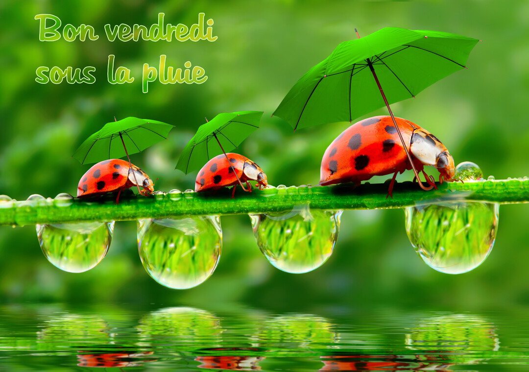 Trois coccinelles alignées sur une branche verte, chacune protégée par un parapluie vert, avec des gouttes d'eau et un reflet aquatique.