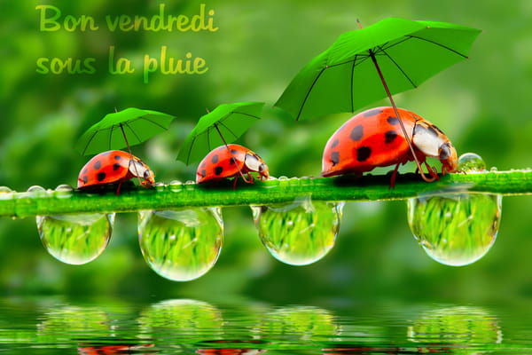 Carte illustrée de trois coccinelles se suivant sur une tige végétale, chacune s'abritant de la pluie sous un petit parapluie vert.