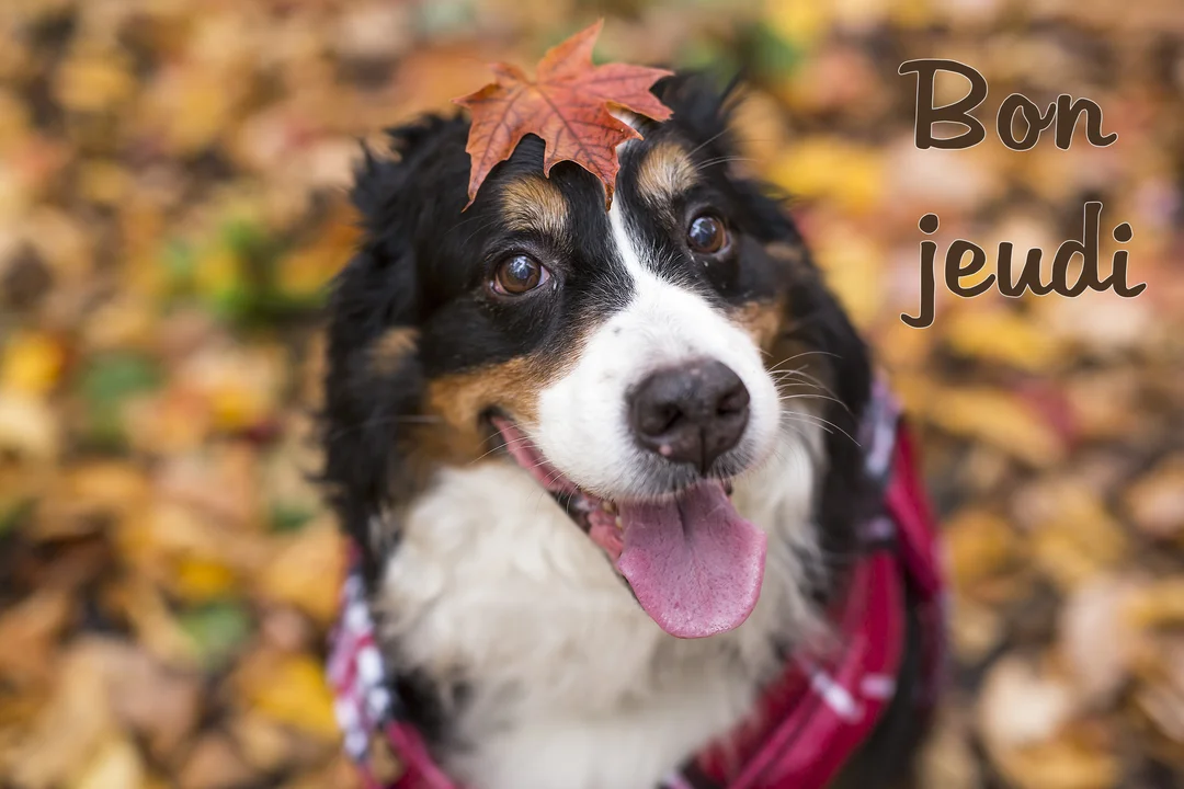 Un chien de type berger australien, langue pendante, regarde vers le haut avec une feuille d'érable sur sa tête, sur un parterre de feuilles mortes.