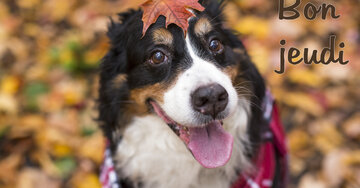 Aperçu de la carte : Bon jeudi