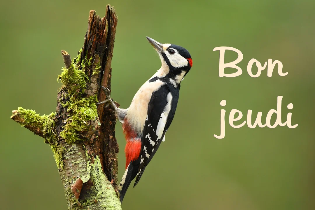 Un pic-épeiche au plumage noir, blanc et rouge est perché sur un tronc d'arbre moussu, avec le texte 'Bon jeudi' écrit à droite.
