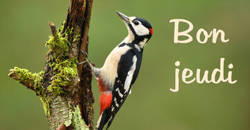 Aperçu de la carte : Bon jeudi