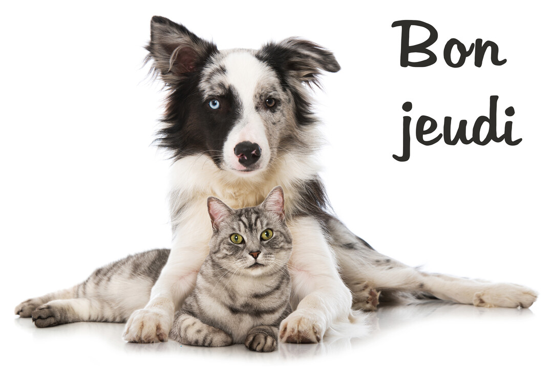Sur un fond blanc, un chien border collie noir et blanc enlace avec ses pattes avant un chat tigré gris, tous deux fixant l'objectif.