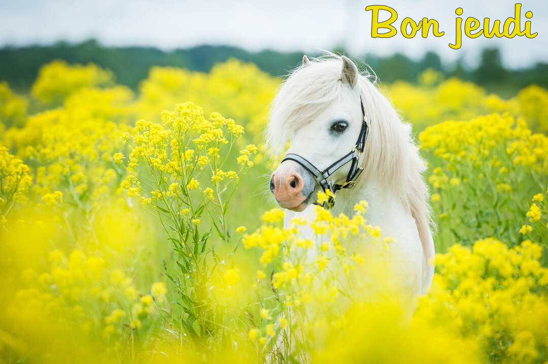 Un poney blanc avec une longue crinière se tient dans un pré verdoyant rempli de milliers de petites fleurs jaunes sous un ciel clair.