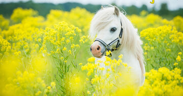 Aperçu de la carte : Bon jeudi