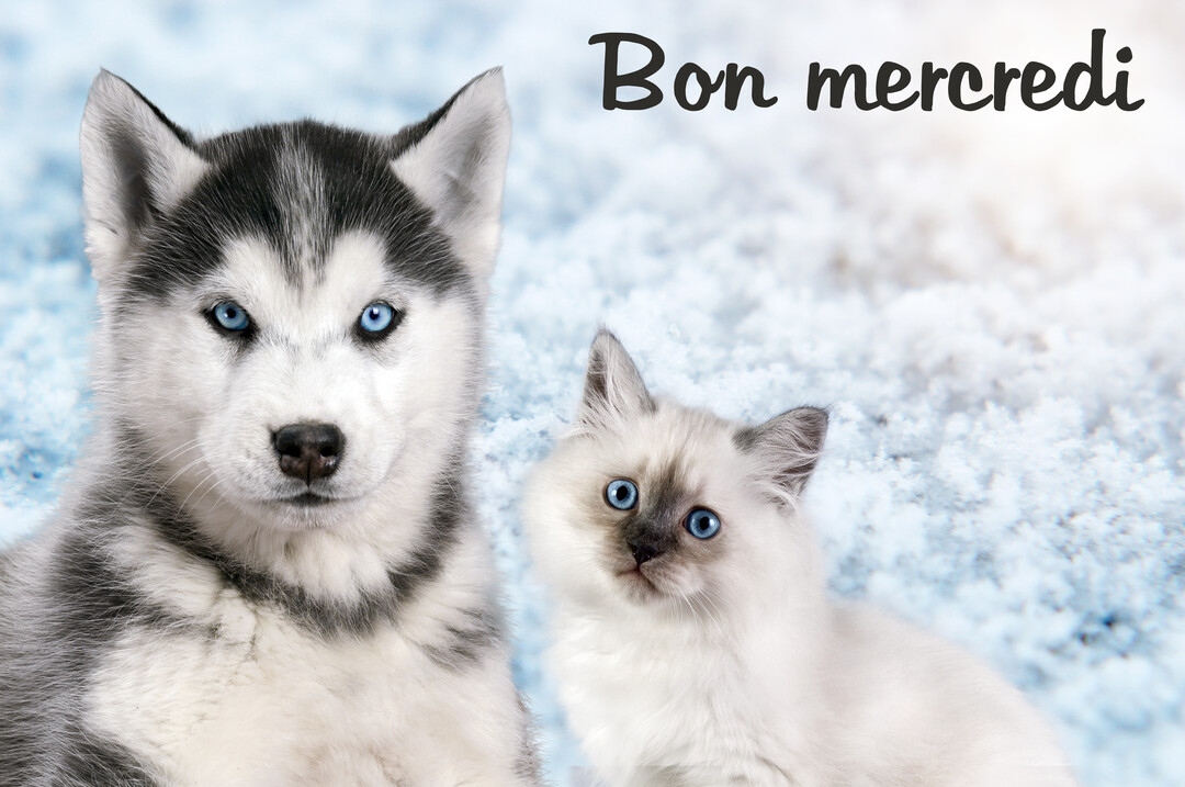 Un chiot husky et un chaton aux yeux bleus vifs sont assis côte à côte devant un arrière-plan enneigé et lumineux.