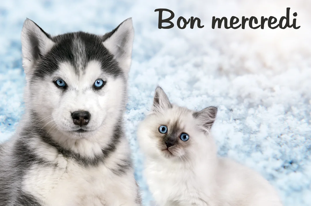 Un chiot husky et un chaton aux yeux bleus vifs sont assis côte à côte devant un arrière-plan enneigé et lumineux.