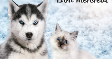 Aperçu de la carte : Bon mercredi