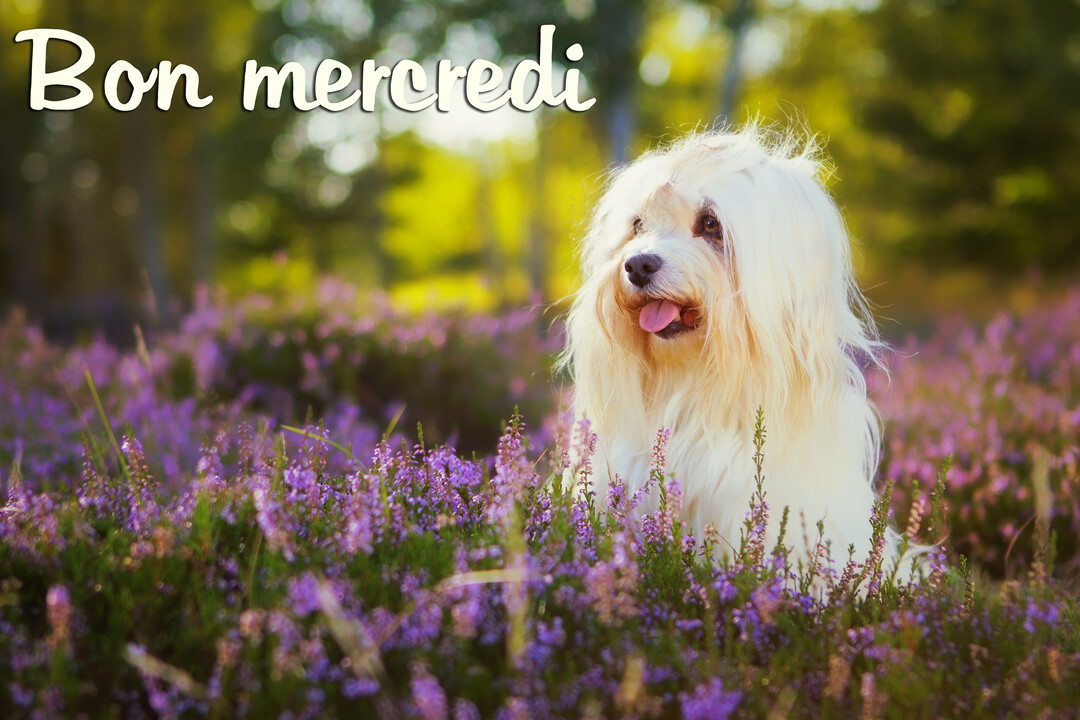 Un petit chien blanc à poil long est assis, langue tirée, dans un champ de bruyère violette, avec un arrière-plan boisé et ensoleillé.