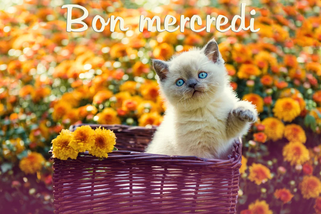 Un jeune chaton de type siamois aux yeux bleus est assis dans un panier tressé, avec un parterre de fleurs oranges en arriÚre-plan.