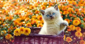 Aperçu de la carte : Bon mercredi