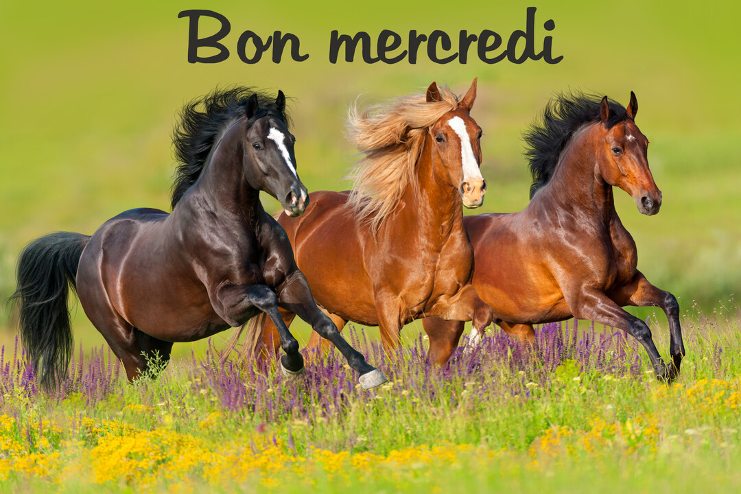 Trois superbes chevaux de robes différentes galopent de concert à travers un champ verdoyant parsemé de fleurs jaunes et violettes.
