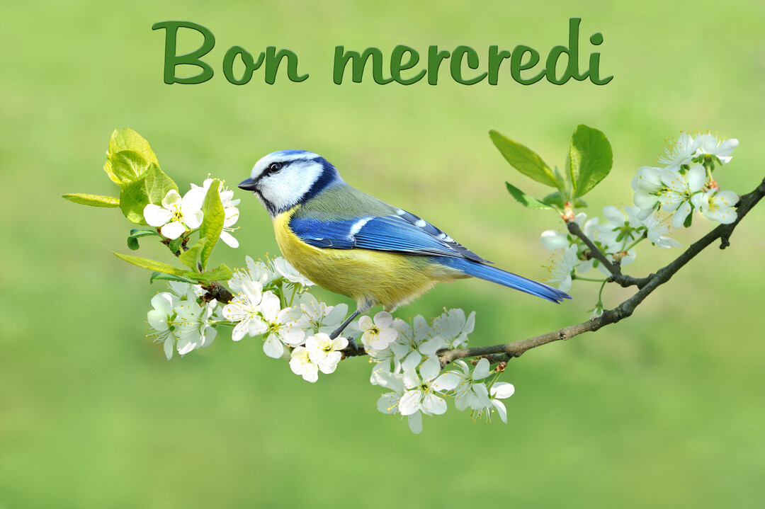 Une mésange bleue au plumage vif est posée sur une branche d'arbre en fleurs blanches, avec le texte "Bon mercredi" inscrit au-dessus.