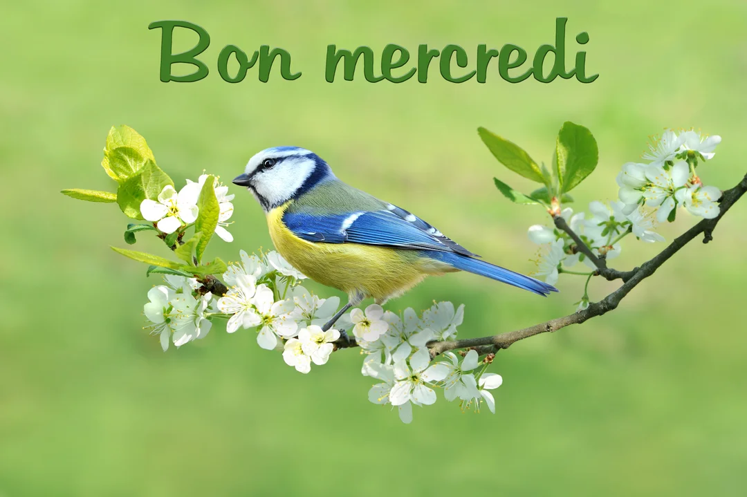 Une mésange bleue au plumage vif est posée sur une branche d'arbre en fleurs blanches, avec le texte "Bon mercredi" inscrit au-dessus.