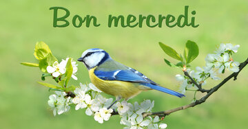 Aperçu de la carte : Bon mercredi
