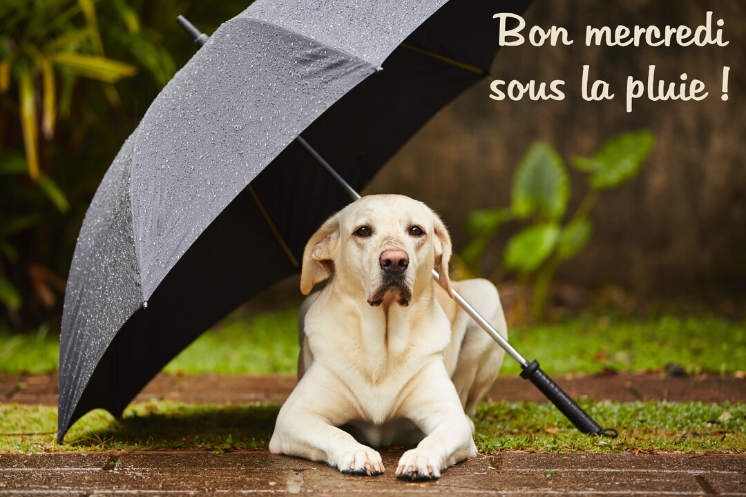 Un labrador de couleur claire est couché sous un parapluie noir ouvert pour s'abriter de la pluie dans un jardin verdoyant.