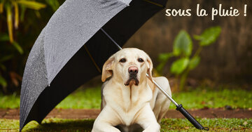 Aperçu de la carte : Bon mercredi sous la pluie