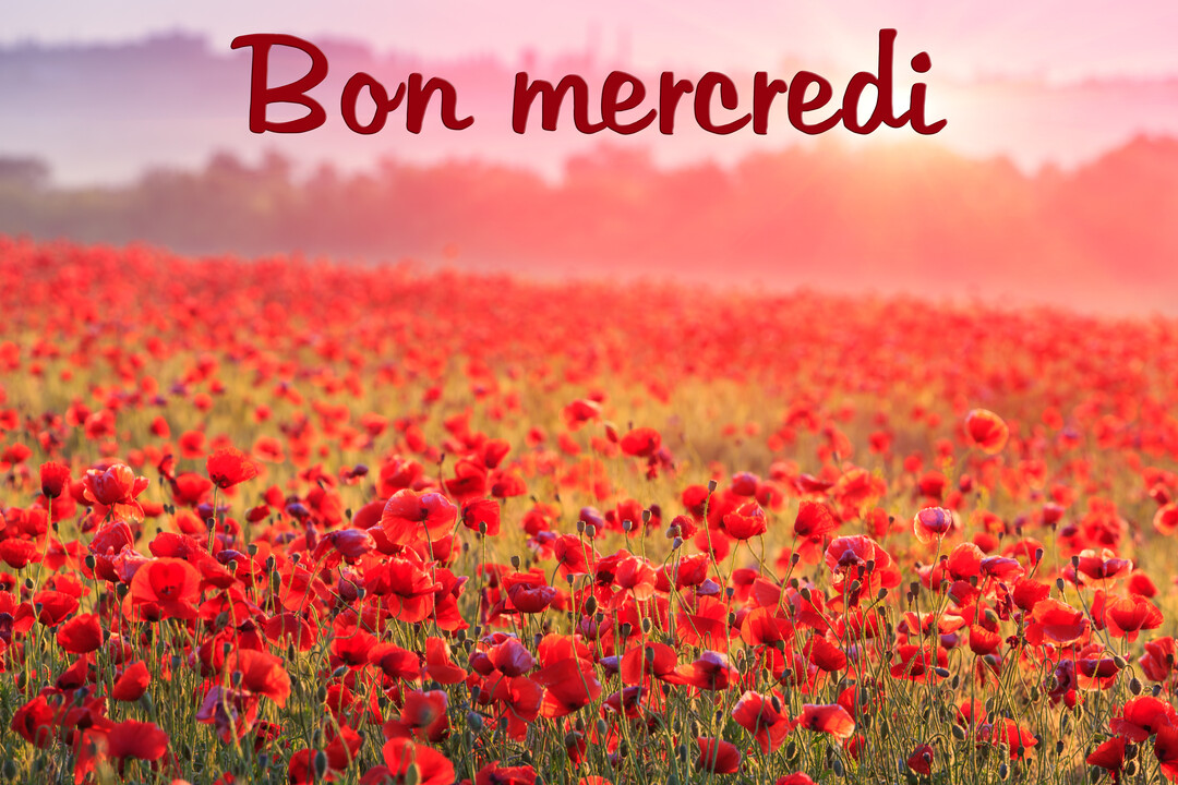 Une photographie d'un paysage de campagne montrant un champ infini de coquelicots rouges sous la lumière dorée et brumeuse d'un soleil levant.