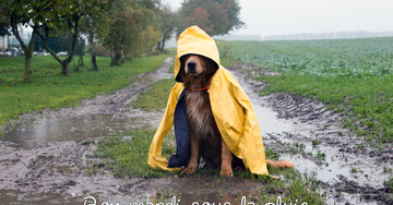 Aperçu de la carte : Bon mardi sous la pluie