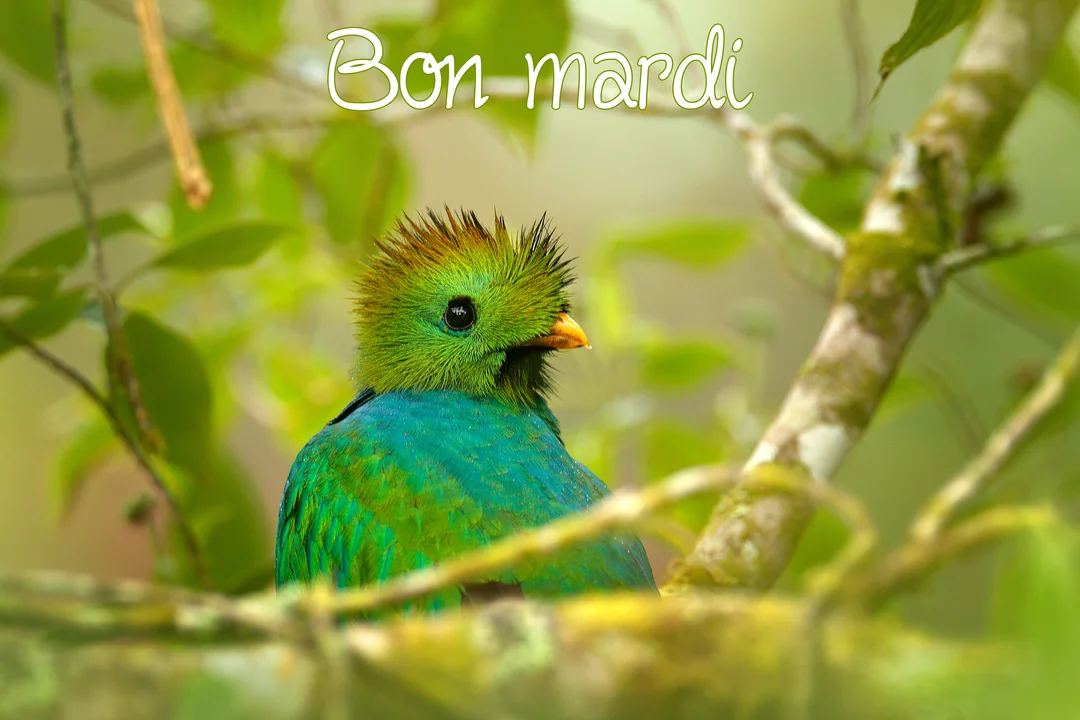 Une photographie en gros plan d'un oiseau exotique, probablement un quetzal, avec un plumage vert vif et bleu, regardant de côté.
