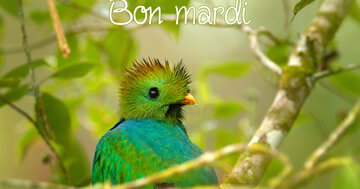 Aperçu de la carte : Bon mardi