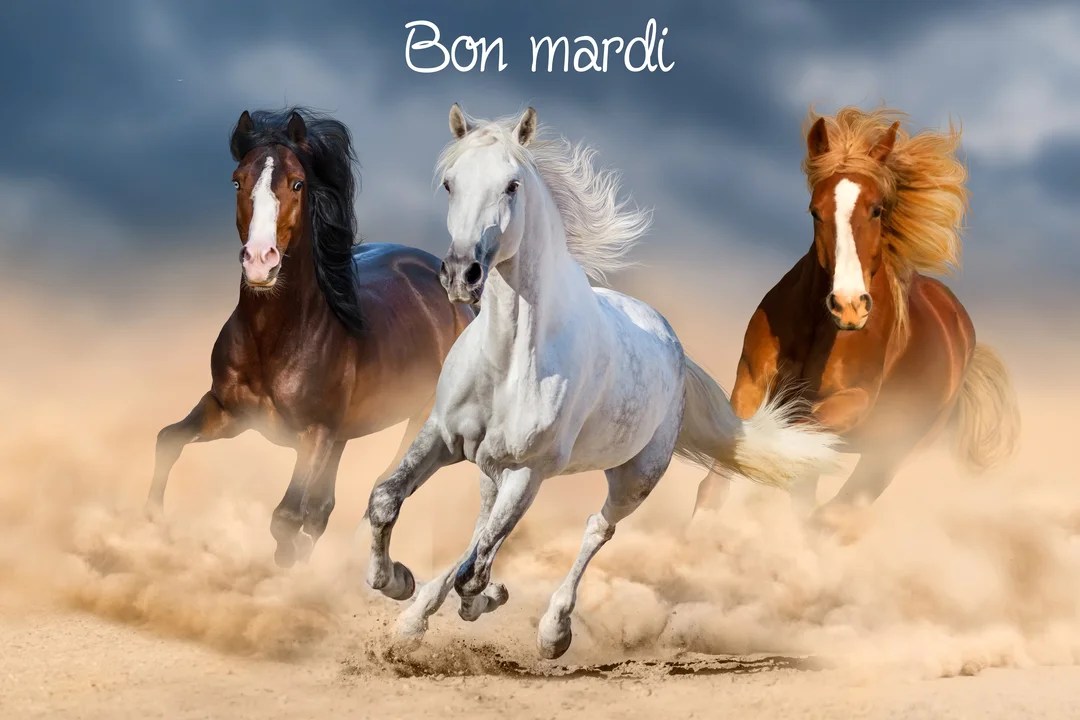 Trois chevaux de robes différentes, un blanc, un bai et un alezan, galopent avec puissance vers l'avant, soulevant un nuage de sable.