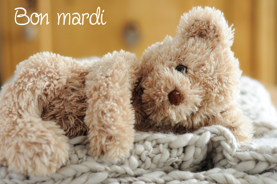 Un adorable ours en peluche beige est couché sur une couverture en grosse maille grise, avec le texte 'Bon mardi' écrit en blanc.