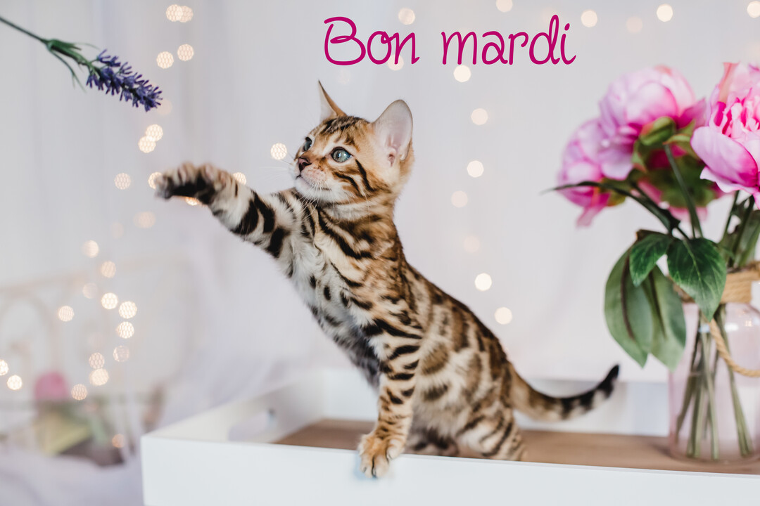 Un jeune chaton du Bengale tacheté se dresse sur ses pattes arrière pour jouer avec une fleur, sur un fond lumineux et fleuri.